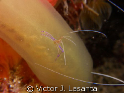 pederson cleaner shrimp in a green tube tunicate at v.j.l... by Victor J. Lasanta 